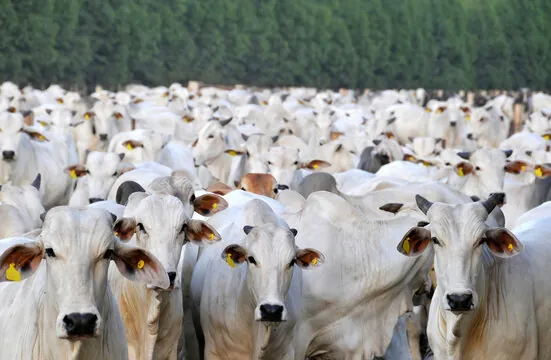Rebanho nelore em pasto durante avaliação para leilão